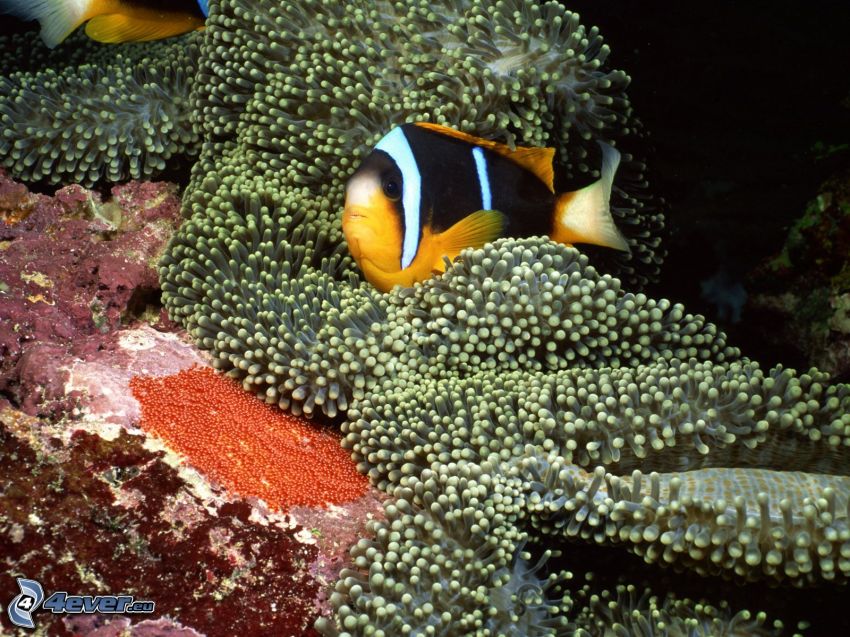 coral reef fish, corals, sea