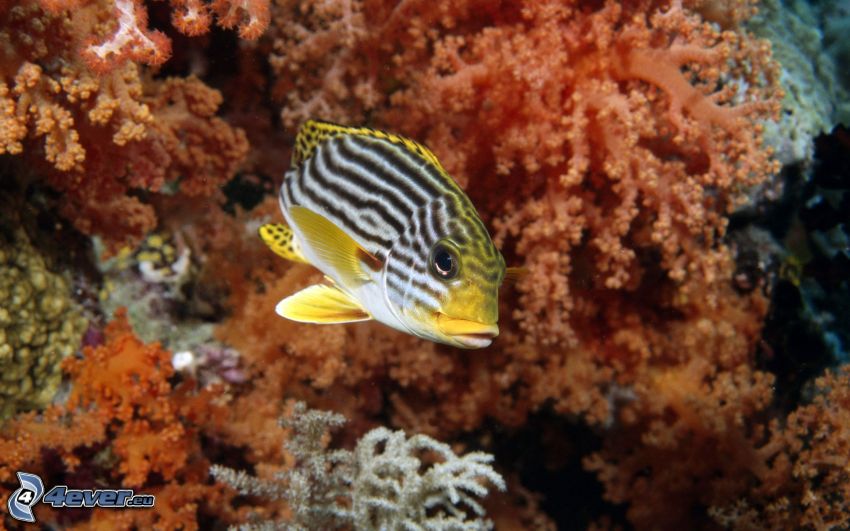coral reef fish, corals