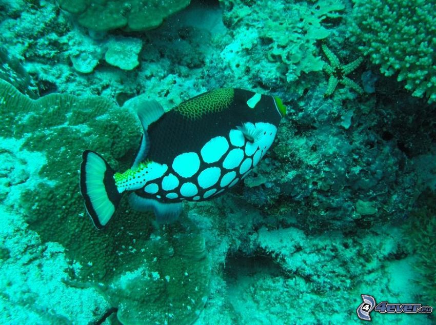coral reef fish