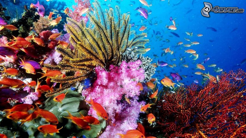 coral sea, shoal of fish, sea-bed, sea anemones