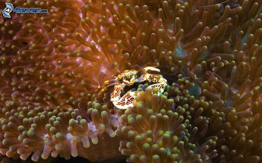 crab, sea anemones