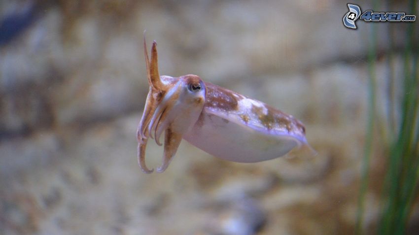 cuttlefish, cub