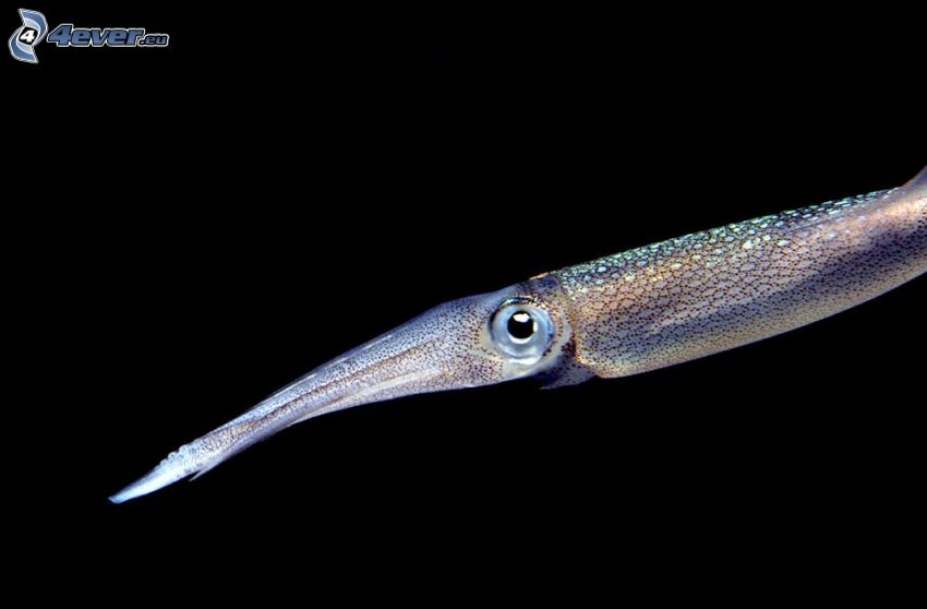 cuttlefish, eye