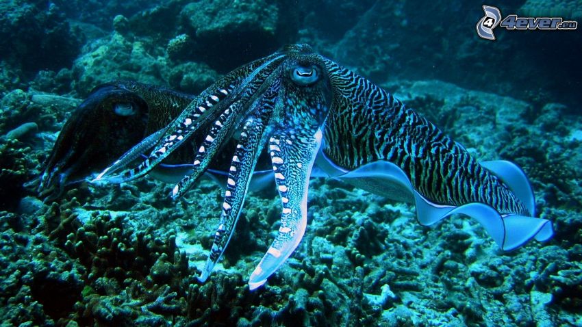 cuttlefish, sea-bed