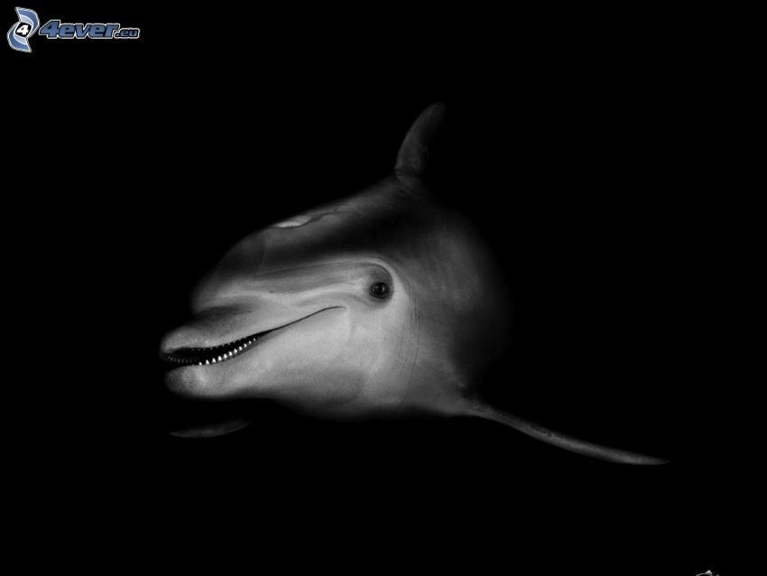 dolphin, black and white