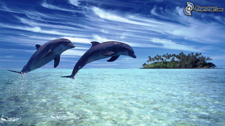 dolphins, sea, island