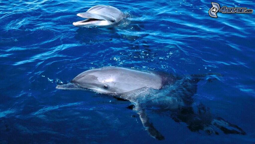 dolphins, sea