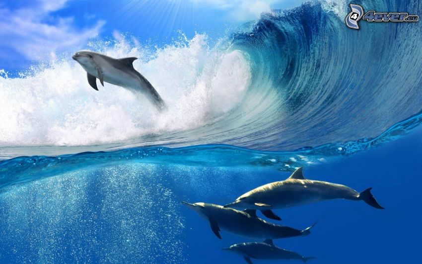 dolphins, wave