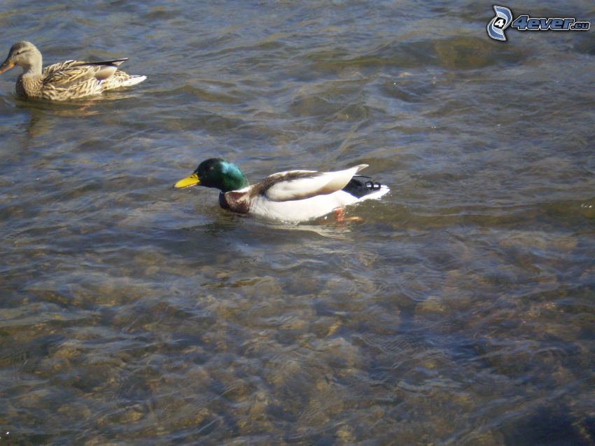 duck in the water, duck