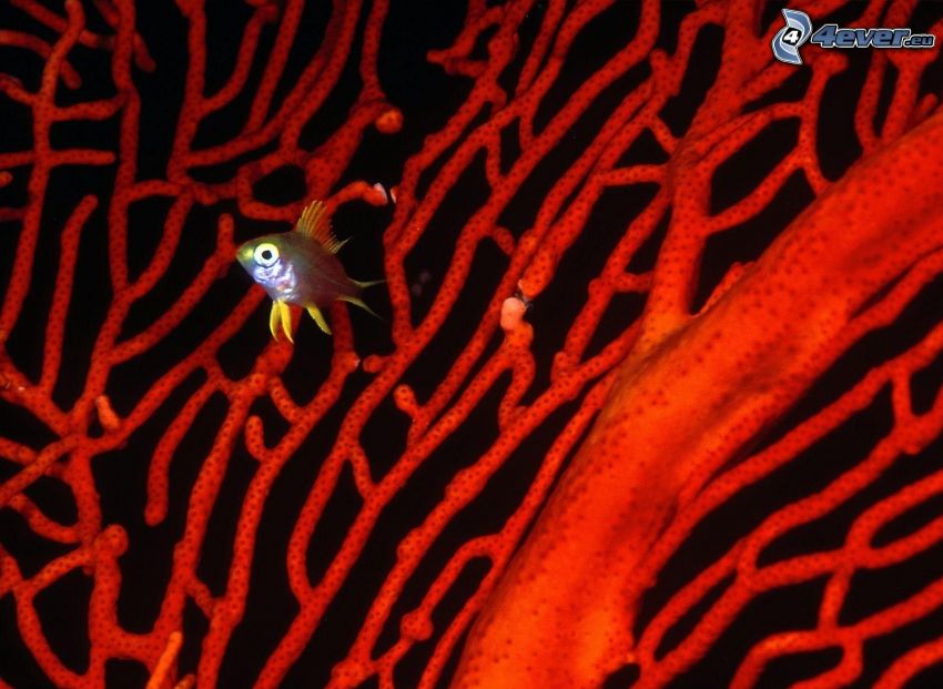 fish, sea anemones