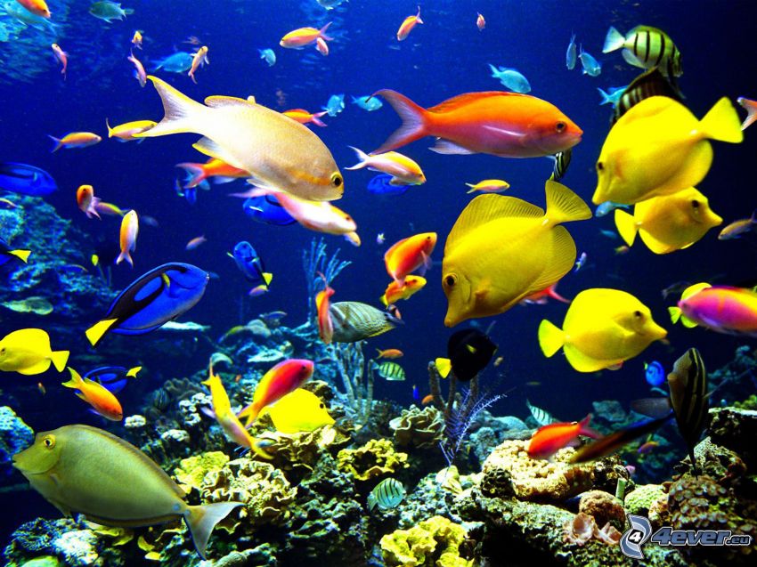fish at corals, coral reef fish