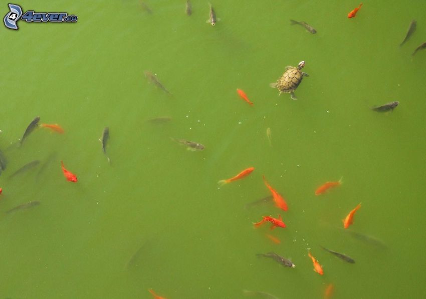 fishes, turtle, green water