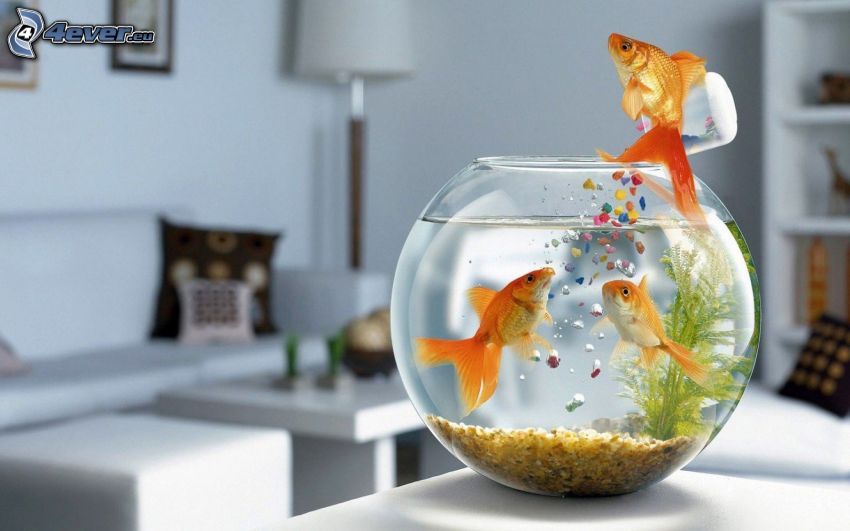 goldfish, jump, aquarium
