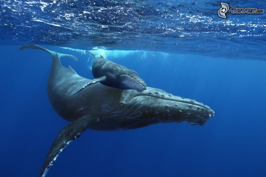 humpback whale, cub