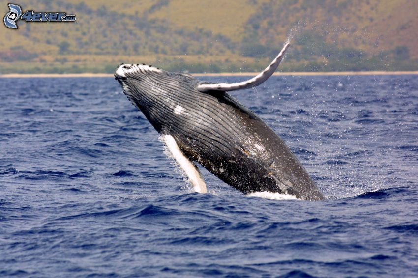 humpback whale, sea