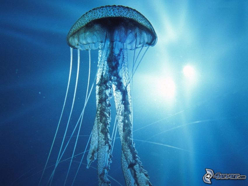 jellyfish, tentacles