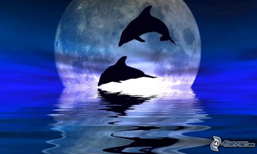 jumping dolphins, moon, silhouette
