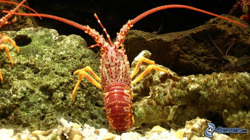 lobster, sea-bed