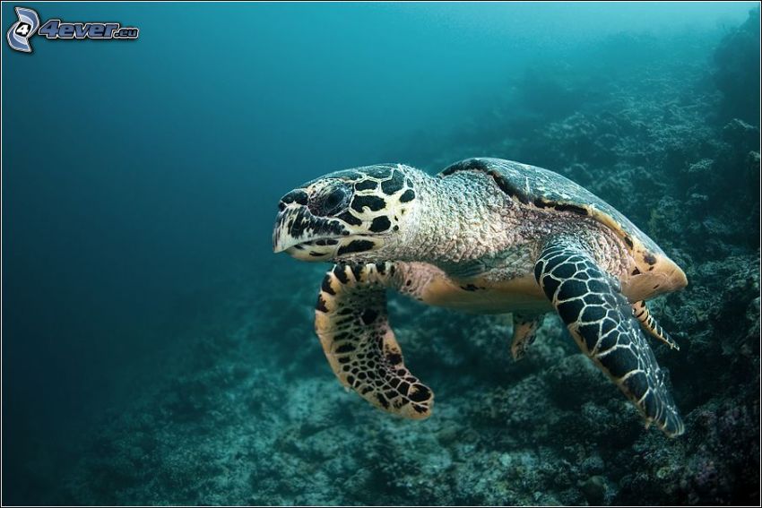 marine turtle, corals, sea-bed