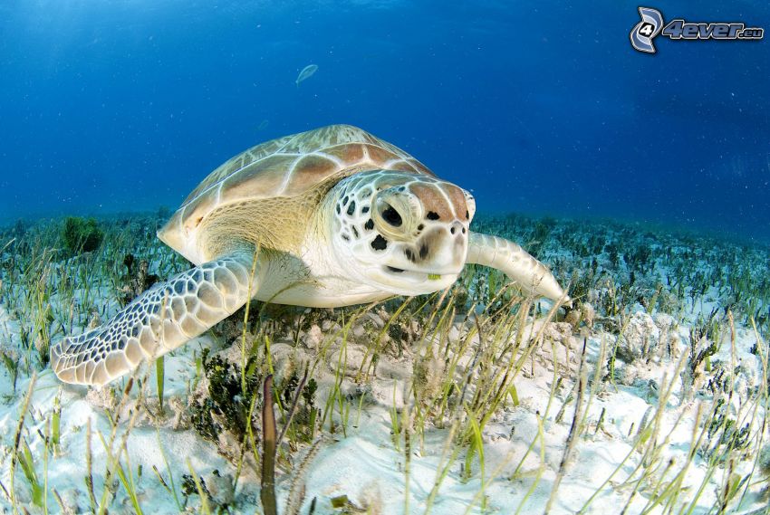marine turtle, sea-bed, water