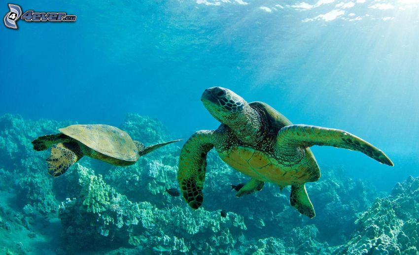 marine turtle, sunbeams
