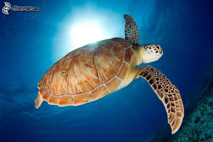 marine turtle, sunshine in the ocean