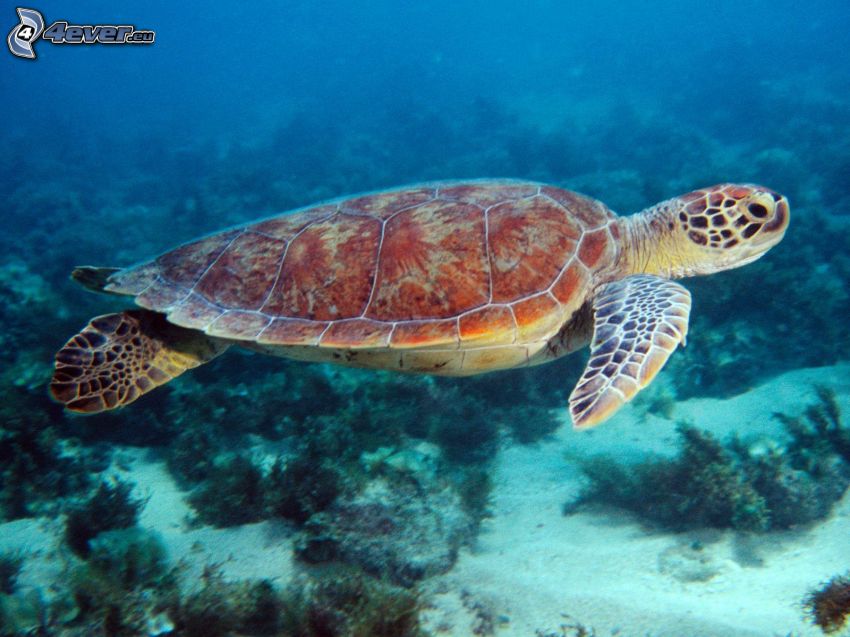 marine turtle, water, corals