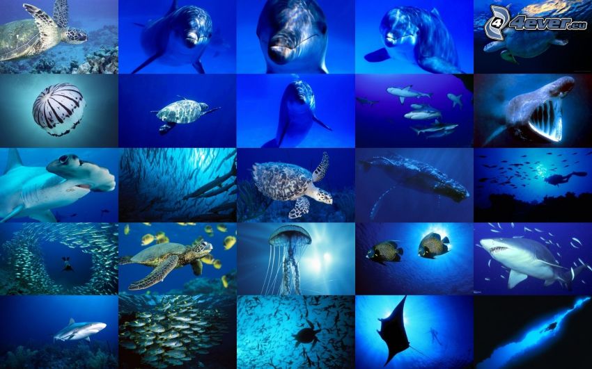 ocean, dolphin, jellyfish, shark, collage
