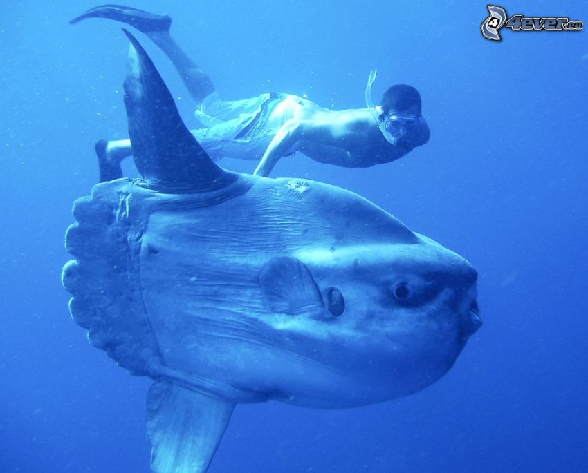 ocean sunfish, diver
