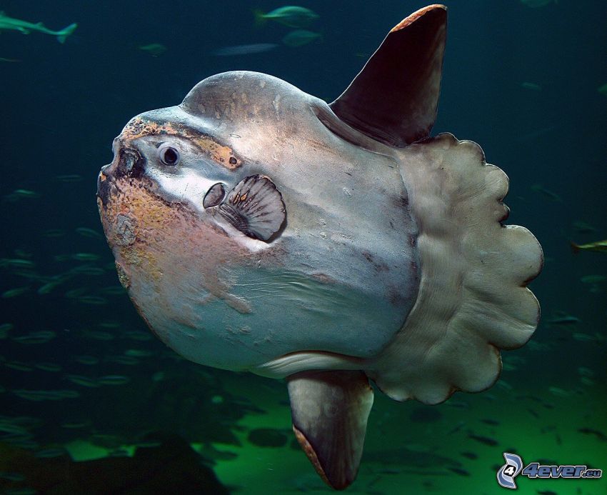 ocean sunfish, shoal of fish
