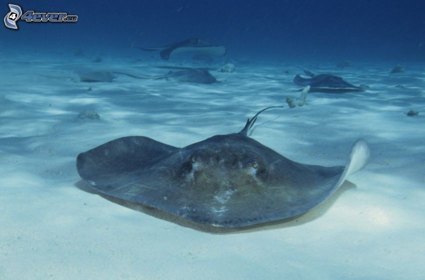 rays, sea-bed