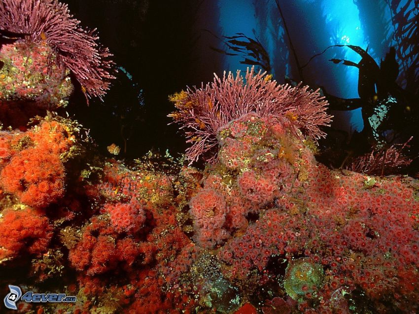 sea anemones, corals