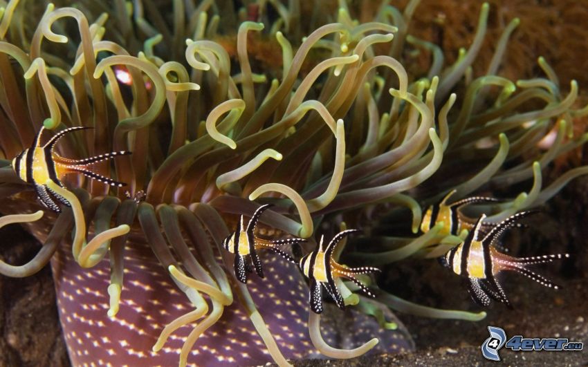 sea anemones, fish