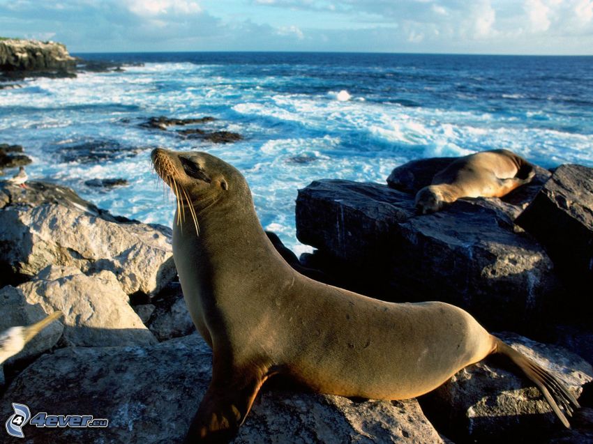 seals on the rocks, relax, sea