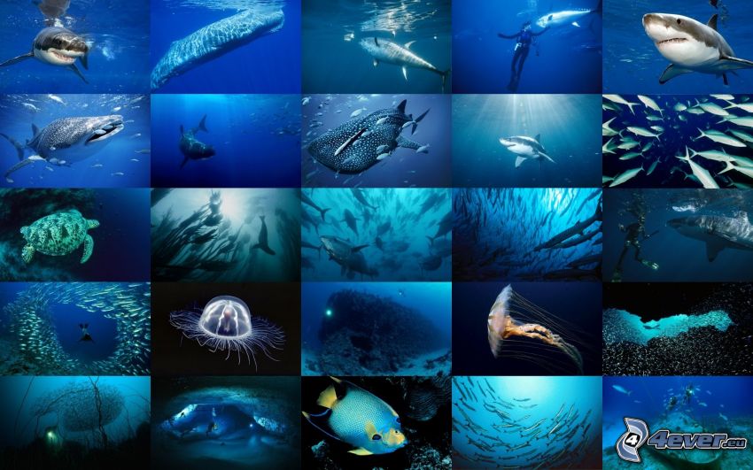 sharks, ocean, collage, diver