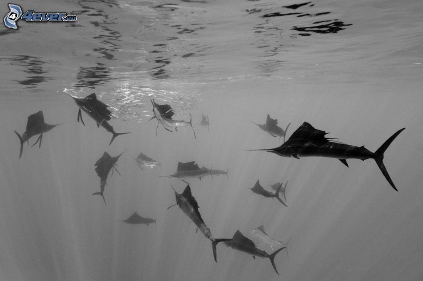 sharks, water, black and white