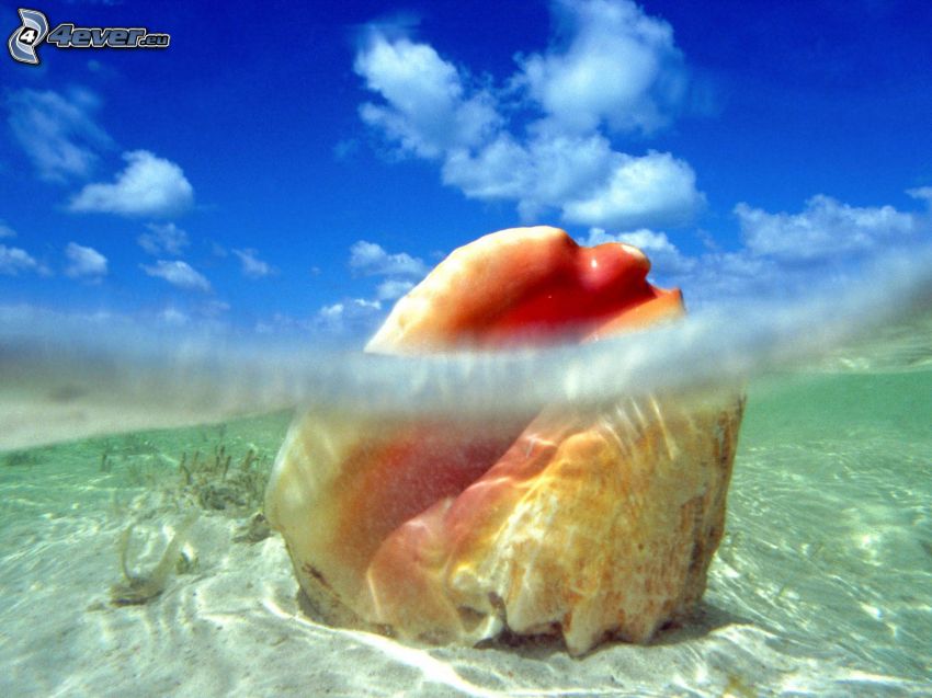 shell in the sea