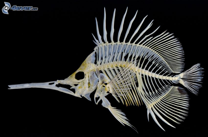 skeleton, fish