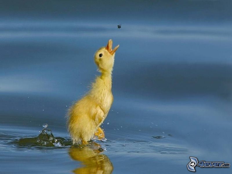small yellow goose, water, food, fly