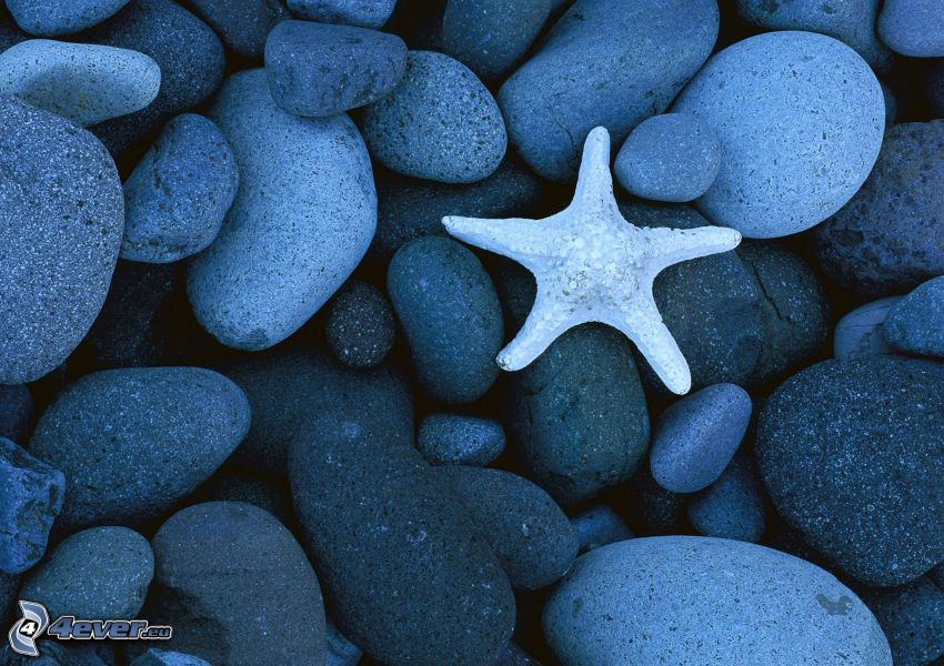 starfish, rocks