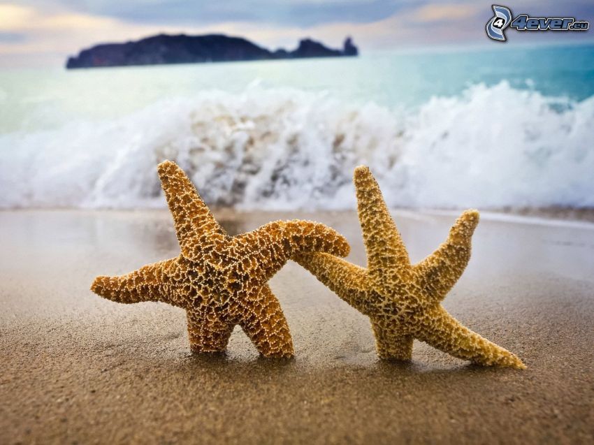 starfish, sandy beach, waves on the shore, sea, island