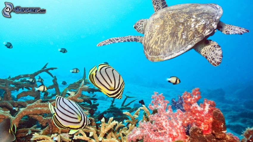 turtle, coral reef fish, corals