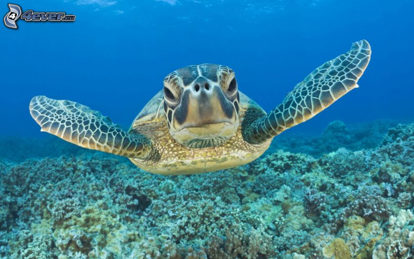 turtle, coral sea, sea-bed