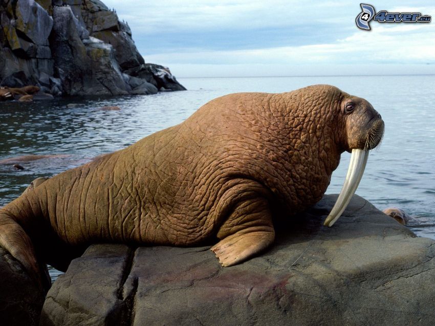 walrus, sea