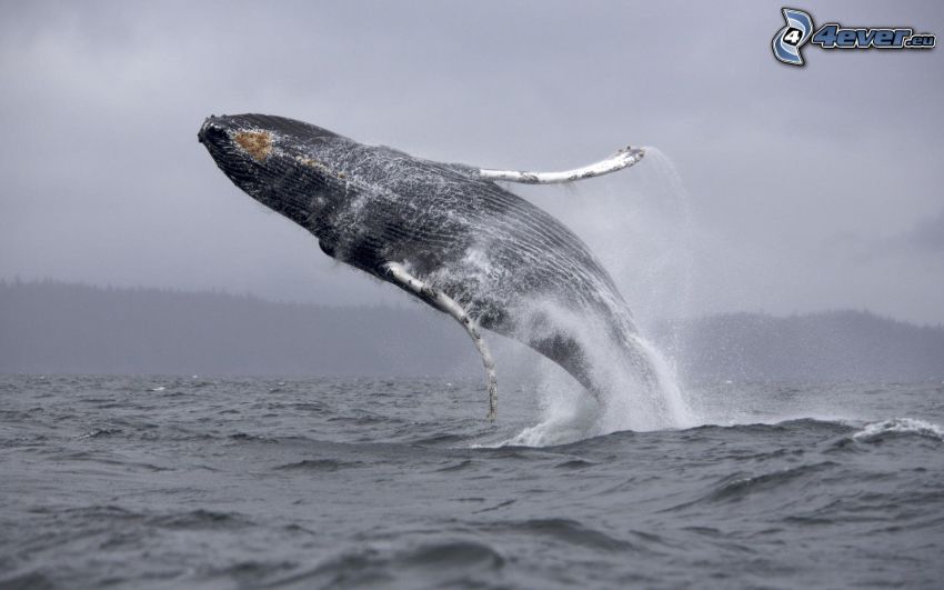 whale, jump, sea