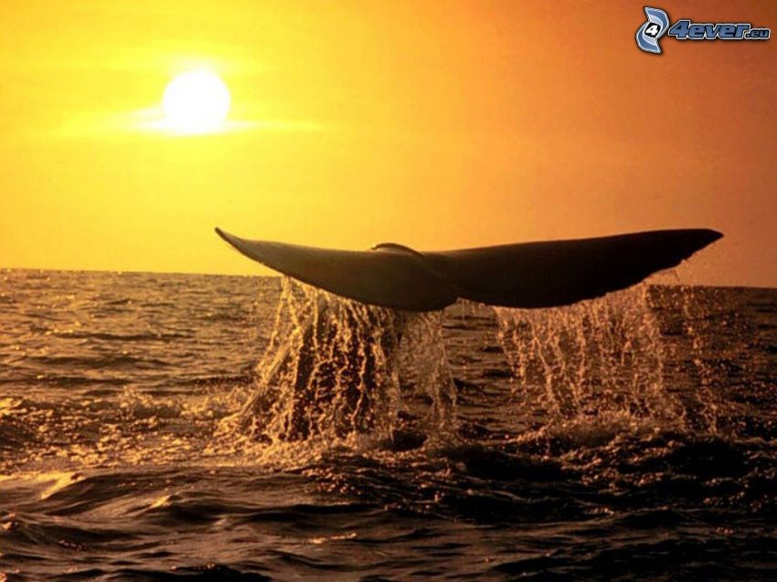 whale tail, flipper, sunset over ocean, sea