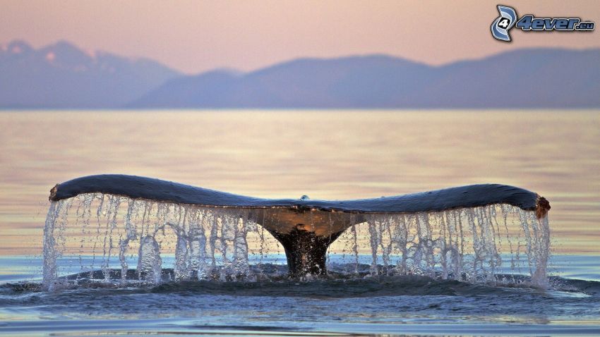 whale tail, sea, mountain