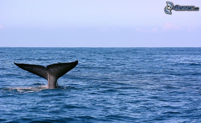whale tail, sea