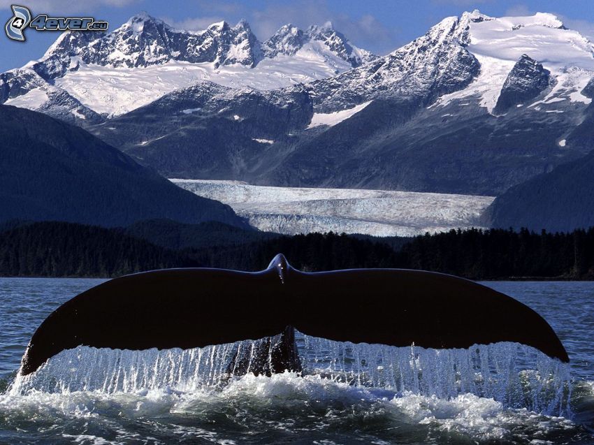 whale tail, snowy hills