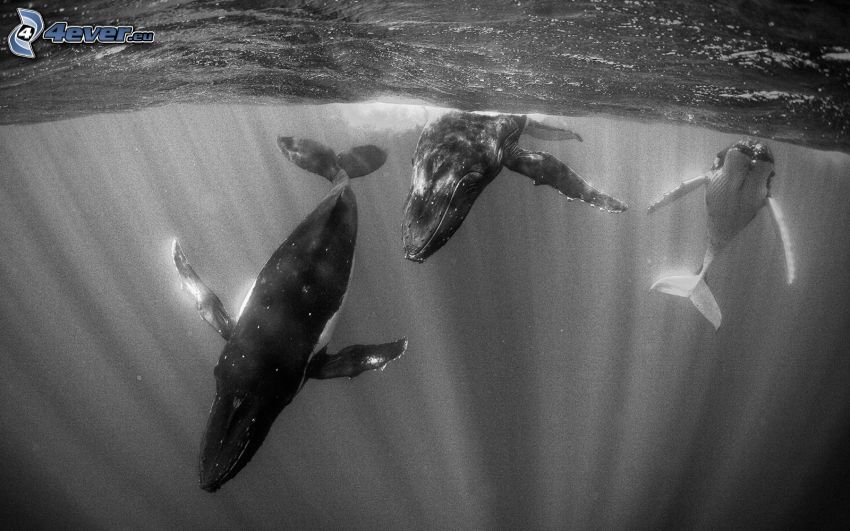 whales, black and white photo